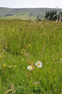 Wildflowers in a meadow near Hebden