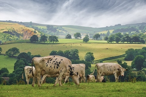 Cattle grazing in Wharfedale Yorkshire