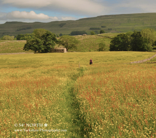 Summer meadow near Hawes, Wensleydale, Yorkshire