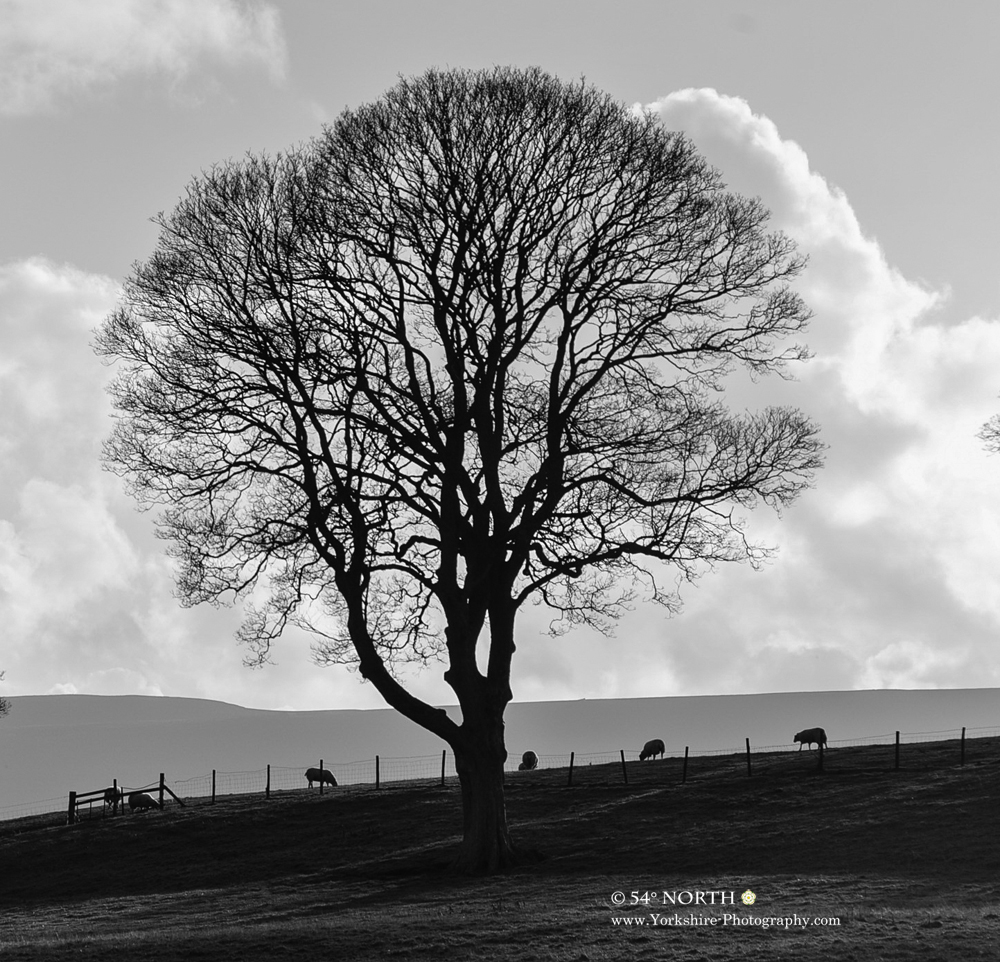 A cold winter's day in Wharfedale, Yorkshire